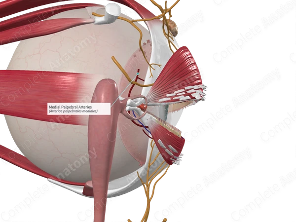 Medial Palpebral Arteries