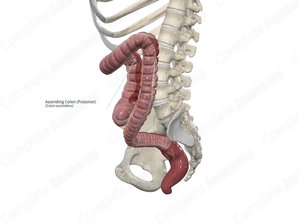 Ascending Colon (Posterior)