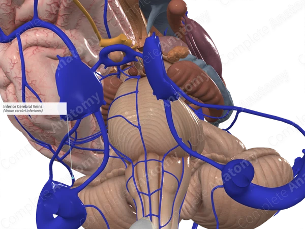 Inferior Cerebral Veins