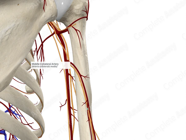 Middle Collateral Artery