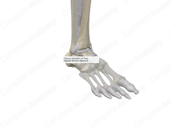 Fibrous Sheaths of Toes 