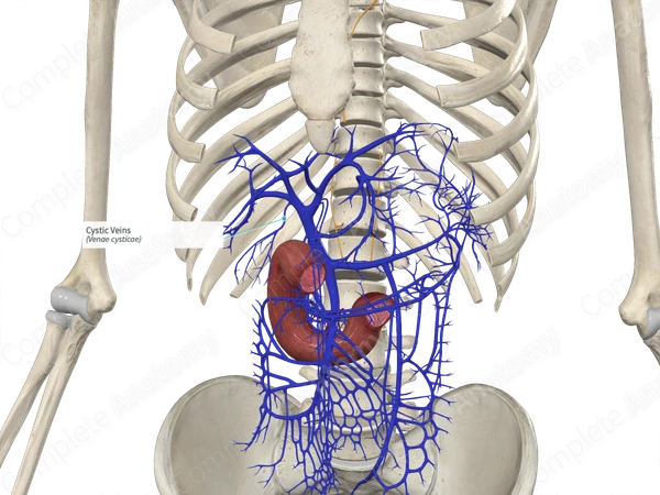 Cystic Veins