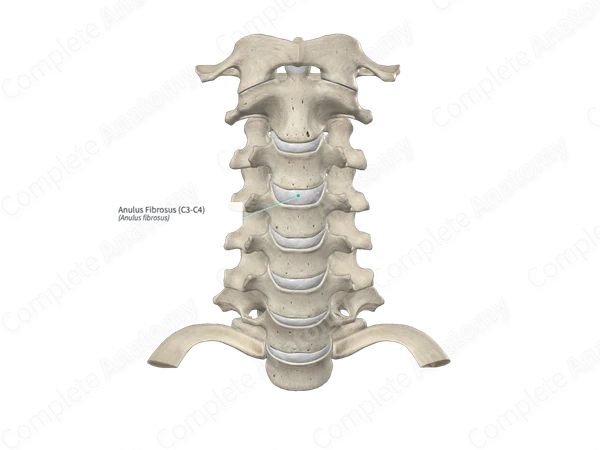 Anulus Fibrosus (C3-C4)