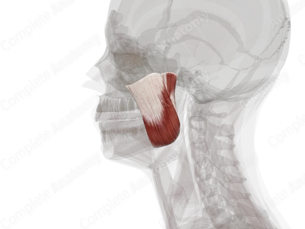 Masseter (Left)