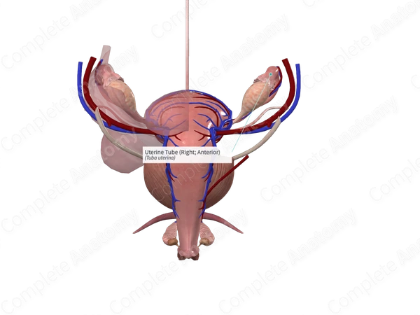 Uterine Tube (Right; Anterior)