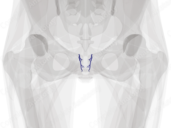 Veins of Vagina