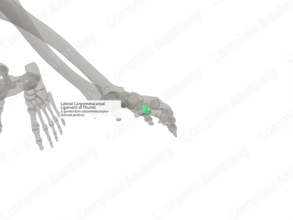 Lateral Carpometacarpal Ligament of Thumb (Right)