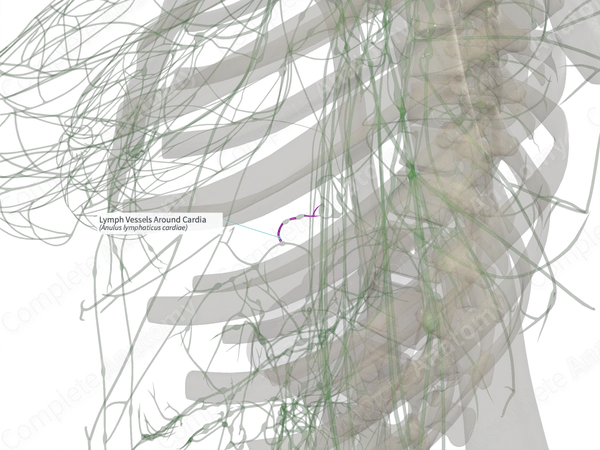 Lymph Vessels Around Cardia