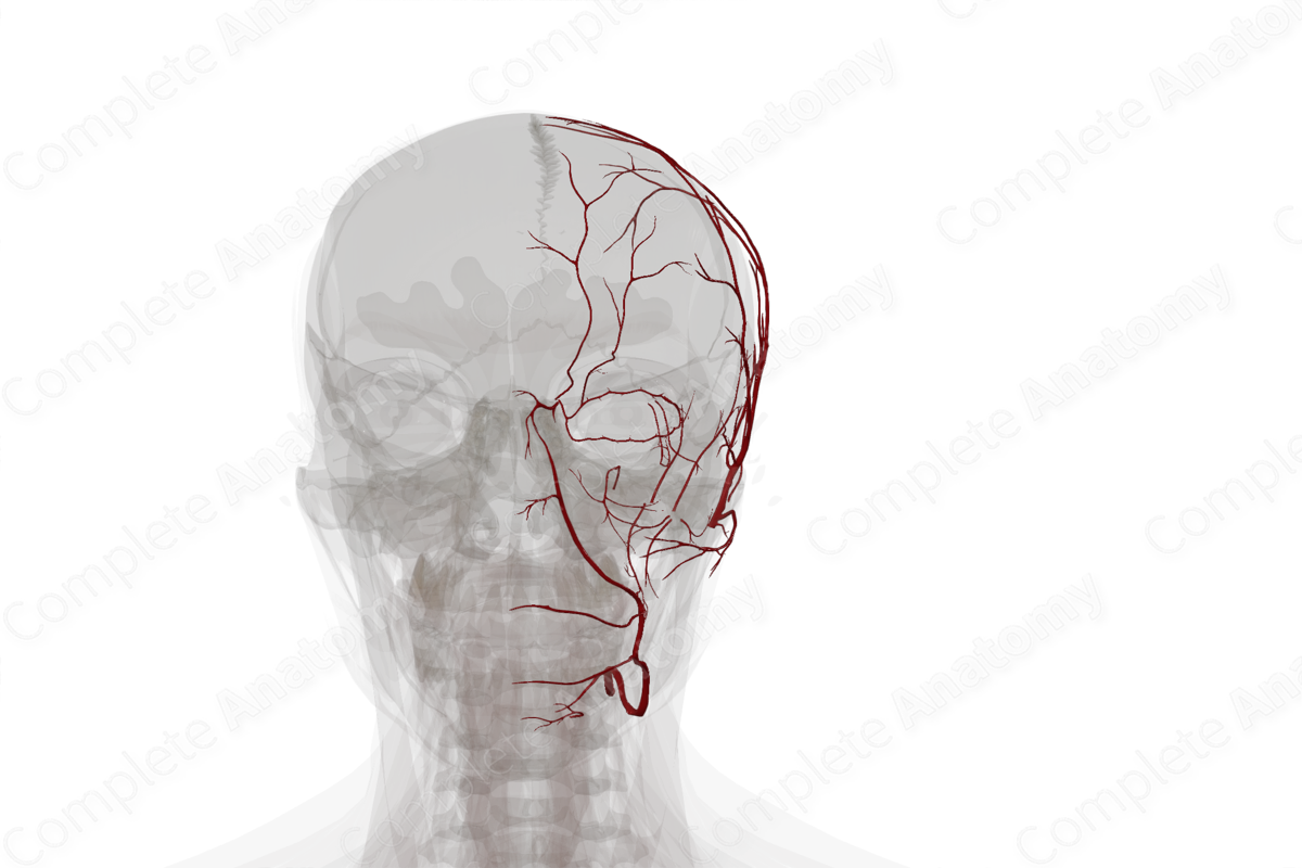Arteries of Face & Scalp (Left)