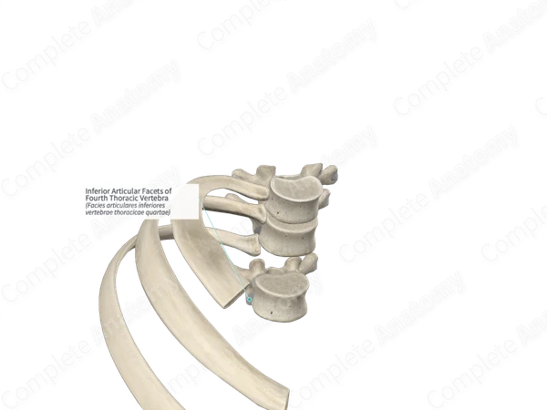 Inferior Articular Facets of Fourth Thoracic Vertebra