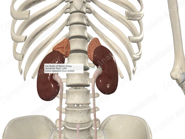 Fat Body of Renal Sinus (Anterior Part; Left)