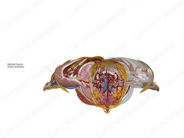Deltoid Fascia