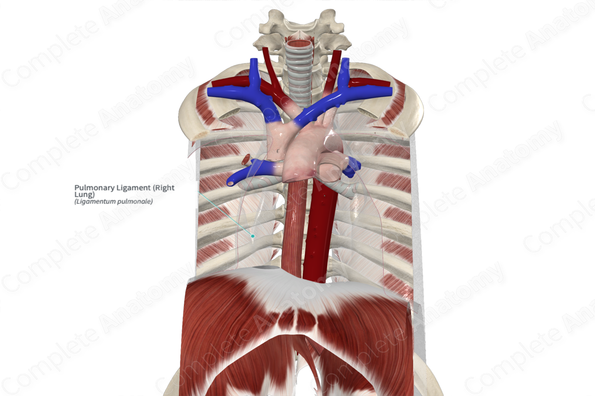 Pulmonary Ligament (Right Lung)