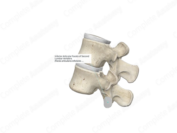 Inferior Articular Facets of Second Lumbar Vertebra