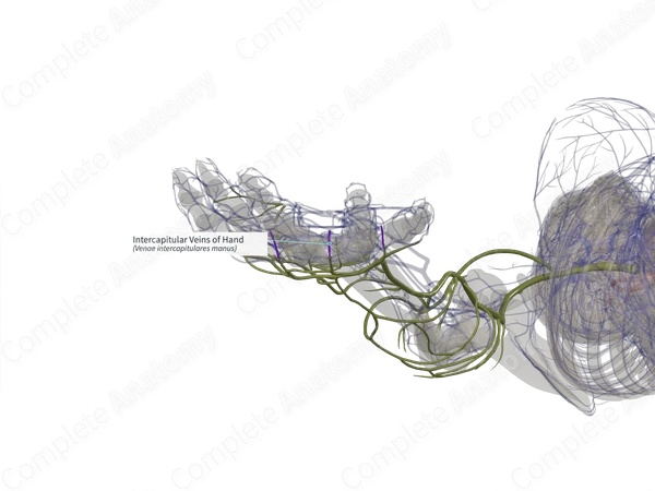 Intercapitular Veins of Hand (Right)
