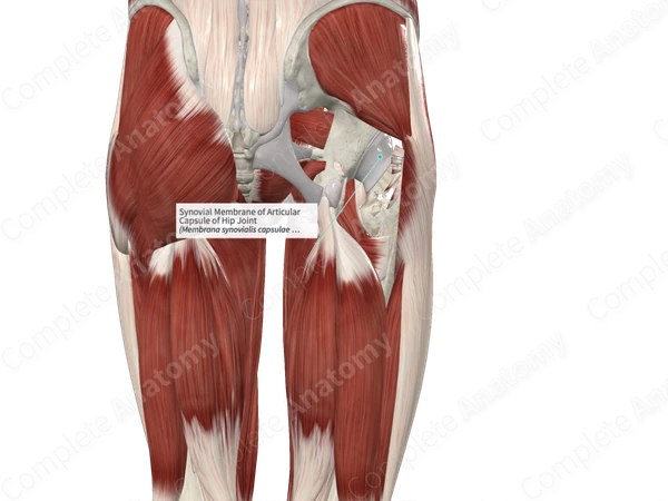 Synovial Membrane of Articular Capsule of Hip Joint