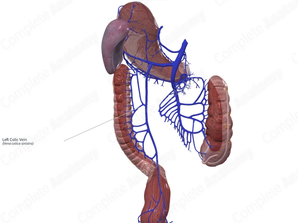 Left Colic Vein