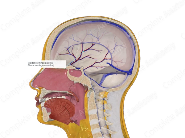 Middle Meningeal Veins