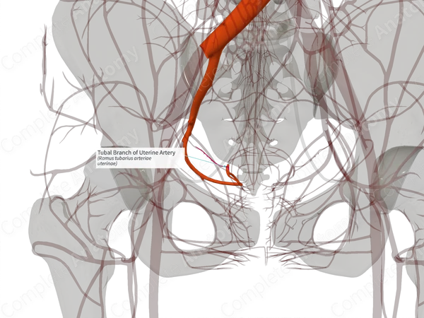 Tubal Branch of Uterine Artery (Left)
