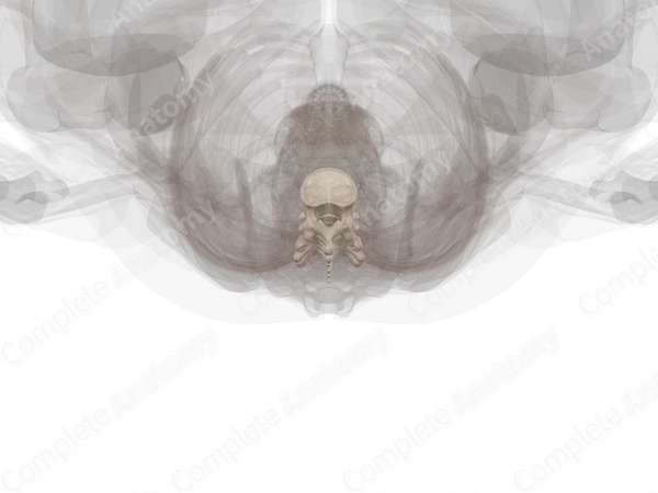 Thoracic Vertebrae