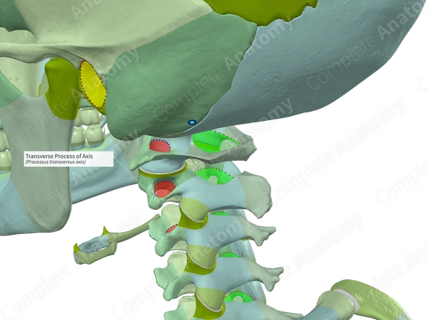 Transverse Process of Axis (Right)