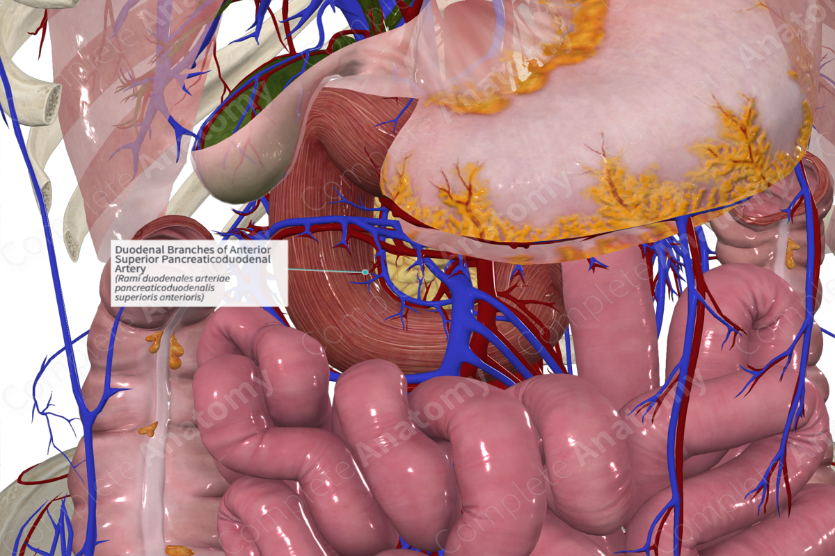 Duodenal Branches of Anterior Superior Pancreaticoduodenal Artery