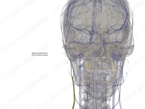 Stylomastoid Vein (Right)