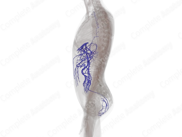 Veins of Digestive System