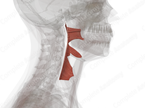 Pharyngeal Constrictor Muscles (Left)