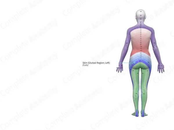 Skin (Gluteal Region; Left)