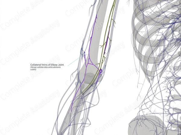 Collateral Veins of Elbow Joint (Right)