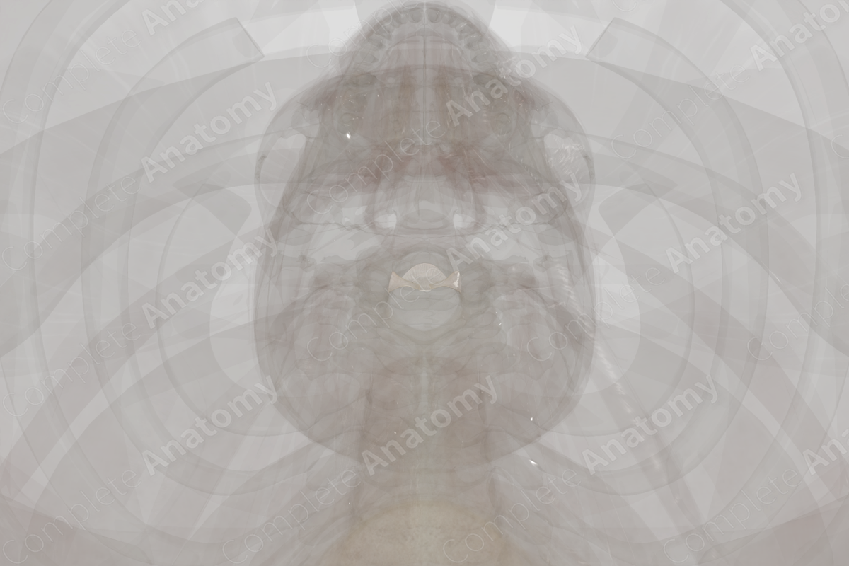 Tectorial Membrane of Cervical Vertebral Column