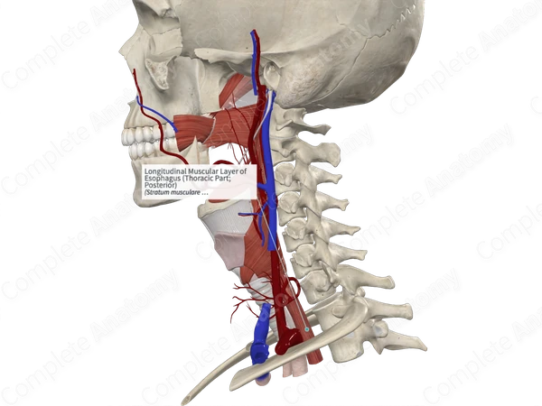 Longitudinal Muscular Layer of Esophagus (Thoracic Part; Posterior)