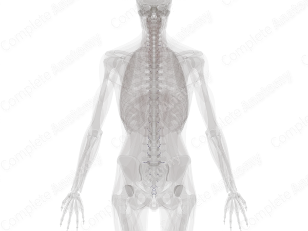 Intervertebral Veins