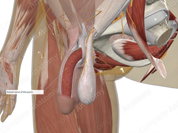 Dorsal Nerve of Penis 