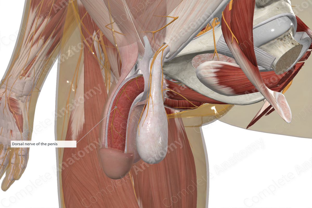 Dorsal Nerve of Penis 