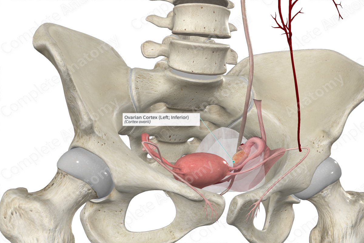 Ovarian Cortex (Left; Inferior)