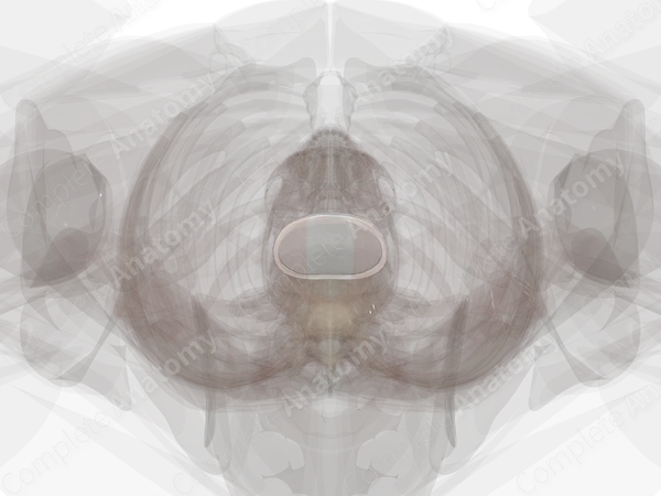 Intervertebral Symphysis (L4-L5)