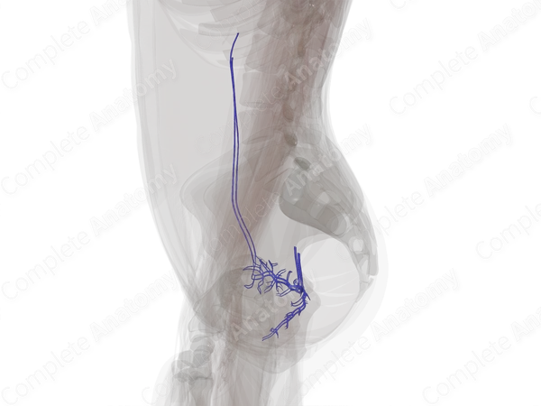 Veins of Female Internal Genitalia