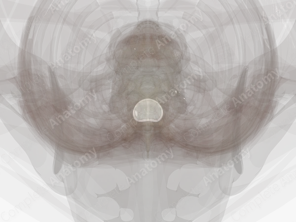 Intervertebral Symphysis (T9-T10)