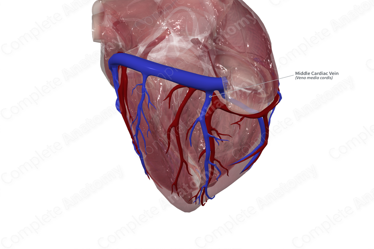 Middle Cardiac Vein