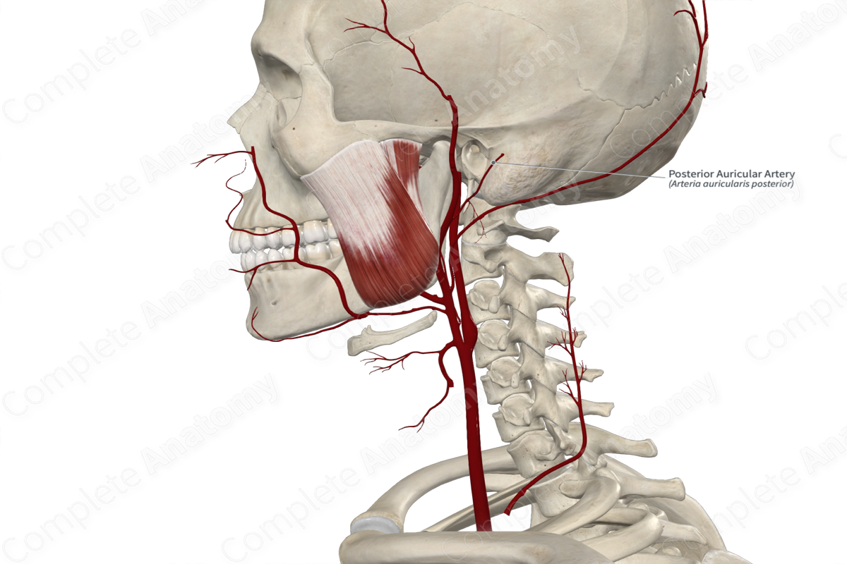 Posterior Auricular Artery 