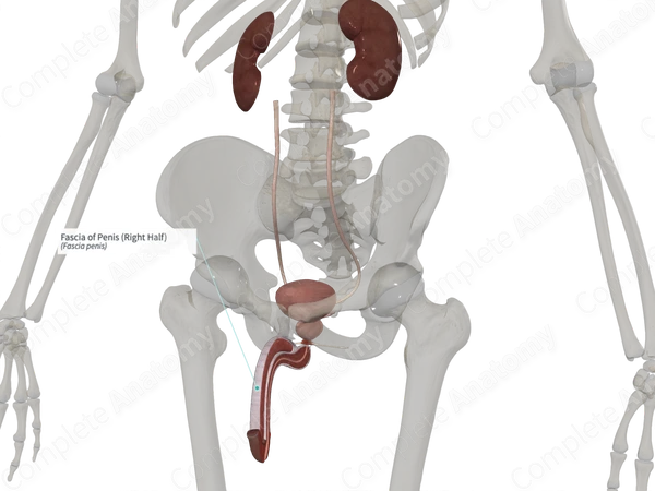 Fascia of Penis (Right Half)