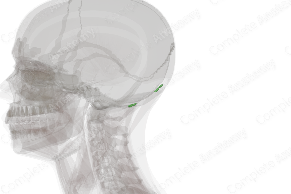Occipital Nodes