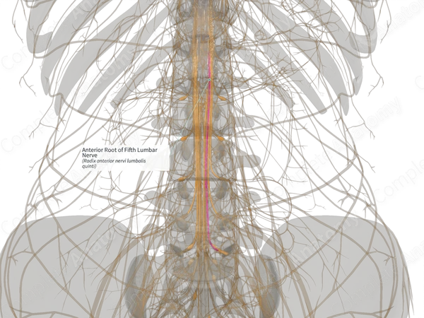 Anterior Root of Fifth Lumbar Nerve (Right)