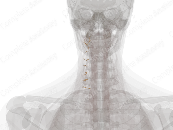 Lateral Branches of Posterior Rami of Cervical Nerves (Left)