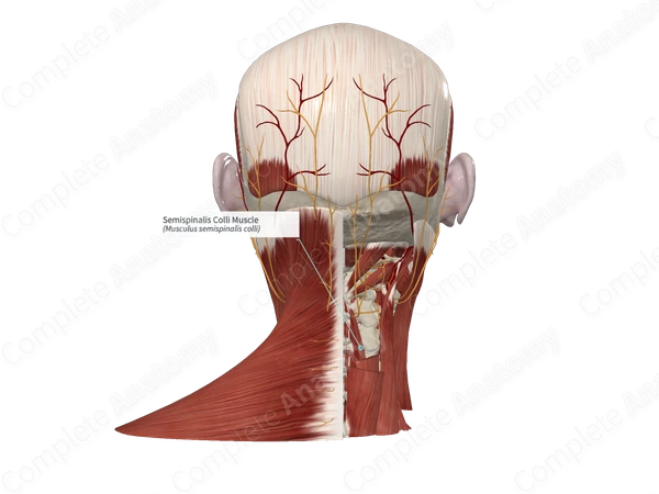 Semispinalis Colli Muscle