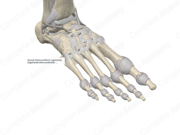 Dorsal Intercuneiform Ligaments