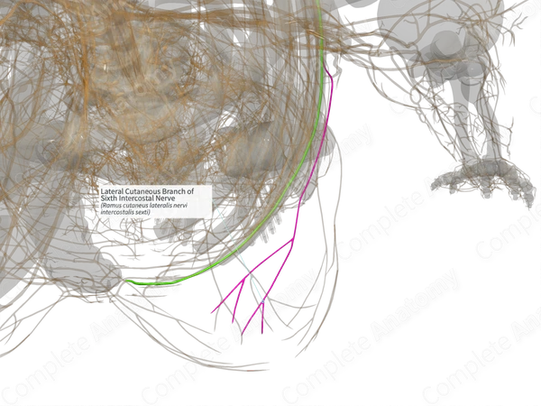 Lateral Cutaneous Branch of Sixth Intercostal Nerve (Left)