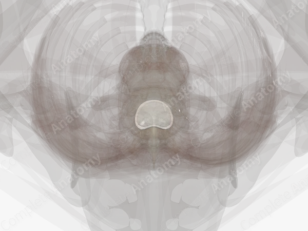 Intervertebral Symphysis (T11-T12)